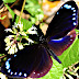 inaturalist project