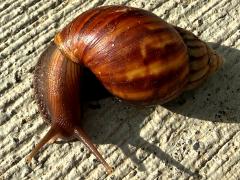 (African Giant Snail) dorsal