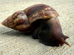 (African Giant Snail) head