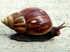 (African Giant Snail) lateral