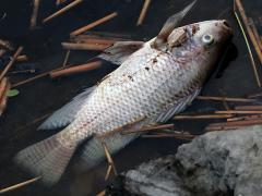(Nile Tilapia) dead