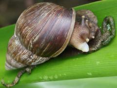 (African Giant Snail) dorsal