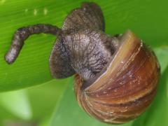 (African Giant Snail) frontal