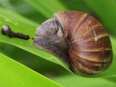 (African Giant Snail) lateral