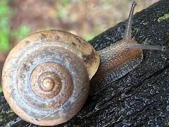 (Asian Tramp Snail) profile