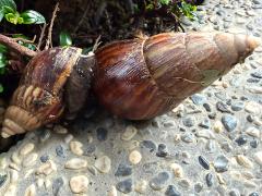 (African Giant Snail) pair
