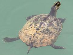 (Common Thread Turtle) female dorsal