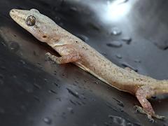 (Asian House Gecko) lateral