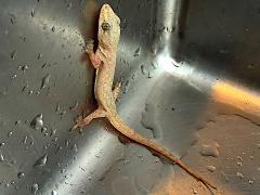 (Asian House Gecko) profile