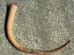 (Asian House Gecko) tail