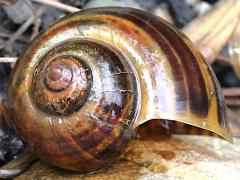 (Pomacea Apple Snail) dorsal