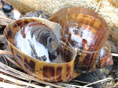 (Pomacea Apple Snail) ventral