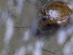(Pomacea Apple Snail) walking