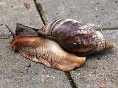 (African Giant Snail) crawling
