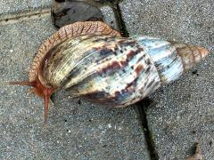 (African Giant Snail) dorsal