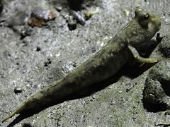 (Shuttles Hoppfish) walking