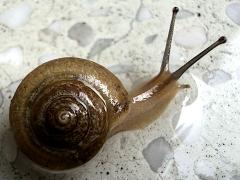 (Asian Tramp Snail) dorsal