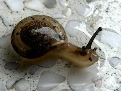 (Asian Tramp Snail) profile