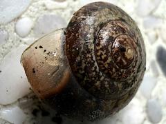 (Asian Tramp Snail) shell