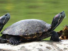 (Pond Slider) elegans basking