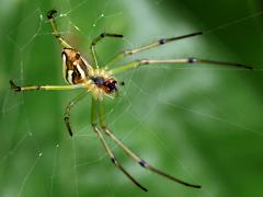 (Black-striped Orchard Spider) dorsal