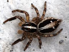 (Pantropical Jumping Spider) dorsal