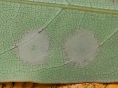 (Eriophyidae Gall Mite) underside galls on Laurel