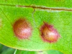 (Eriophyidae Gall Mite) upperside galls on Laurel