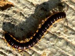 (Long-flange Millipede) crawling