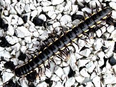 (Long-flange Millipede) crawling