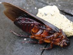 (Raggei Giant Cockroach) lateral