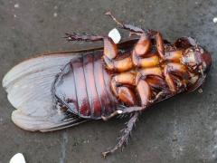 (Raggei Giant Cockroach) ventral