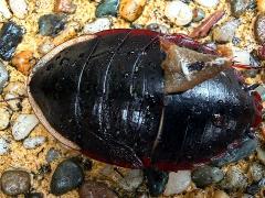 (Amphibious Litter Cockroach) dead dorsal