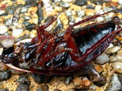 (Amphibious Litter Cockroach) dead profile