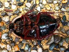 (Amphibious Litter Cockroach) dead ventral