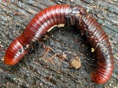 (Rusty Millipede) dead