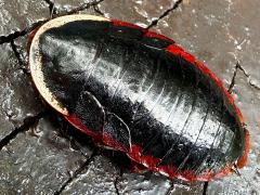 (Amphibious Litter Cockroach) dorsal