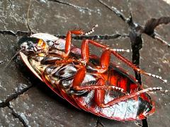(Amphibious Litter Cockroach) underside