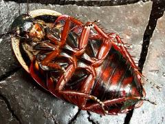 (Amphibious Litter Cockroach) ventral
