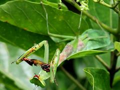 (Formosan Giant Mantis) feeding