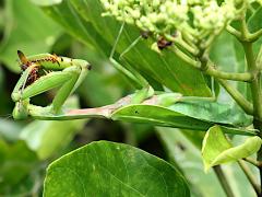 (Formosan Giant Mantis) lateral