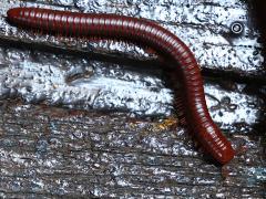 (Rusty Millipede) dorsal