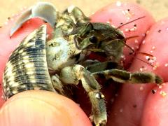 (Tawny Hermit Crab) dorsal