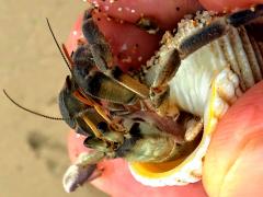 (Tawny Hermit Crab) lateral