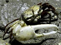 (Perplexing Fiddler Crab) male claw
