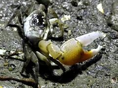 (Northern Calling Fiddler Crab) male profile