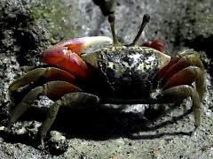 (Tubuca Fiddler Crab) male dorsal