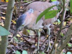 (Common Malayan Night-Heron) forages