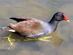 (Eurasian Common Moorhen) profile