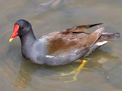 (Eurasian Common Moorhen) walking